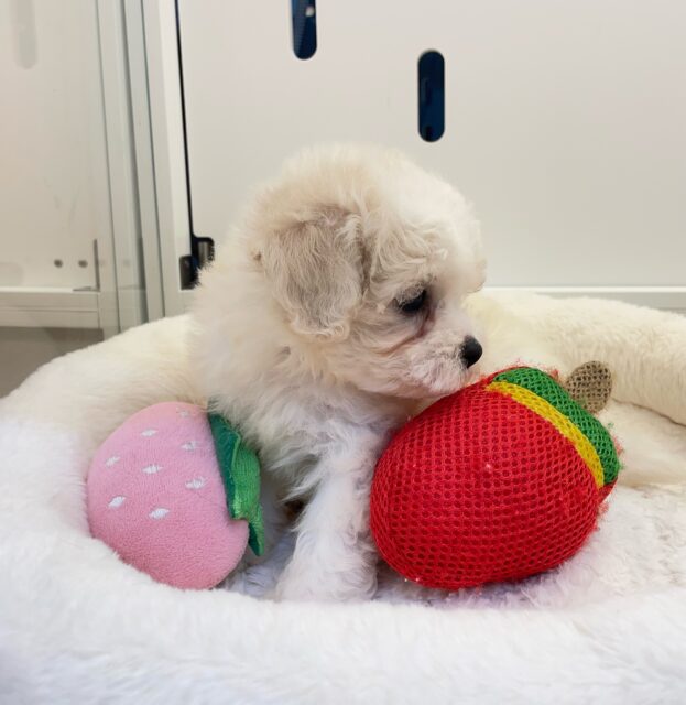 ビションフリーゼ