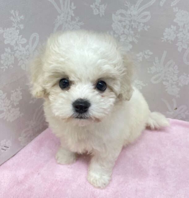 ビションフリーゼ