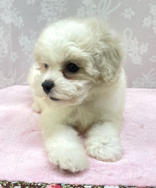 ビションフリーゼ