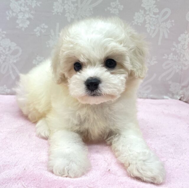 ビションフリーゼ