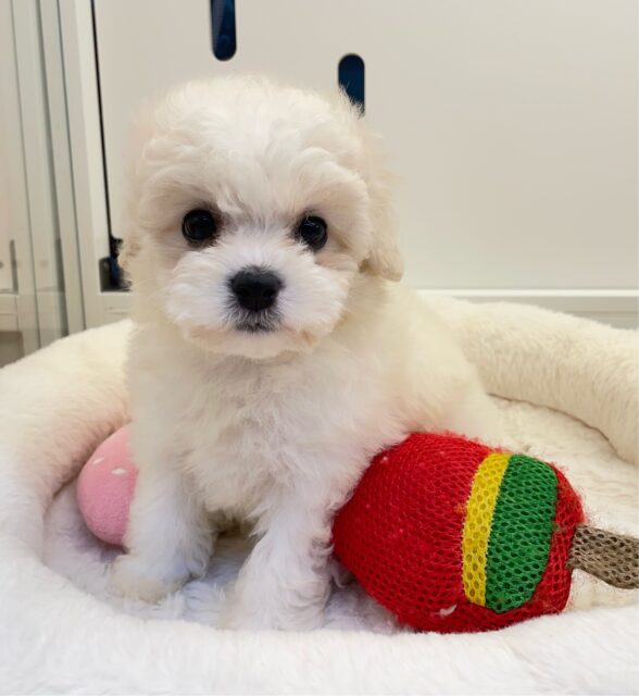 ビションフリーゼ