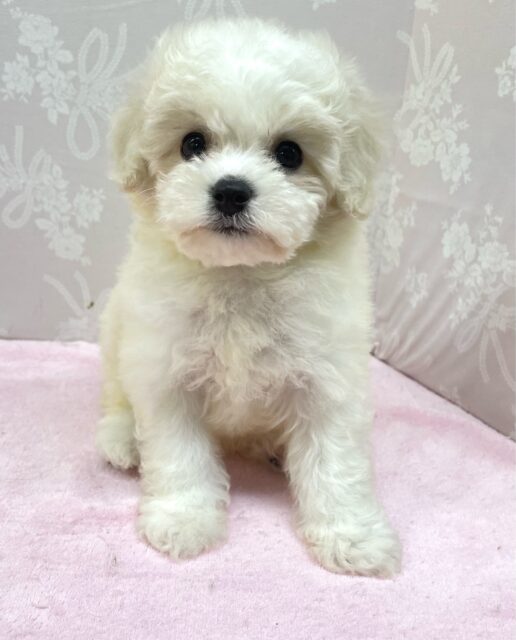 ビションフリーゼ