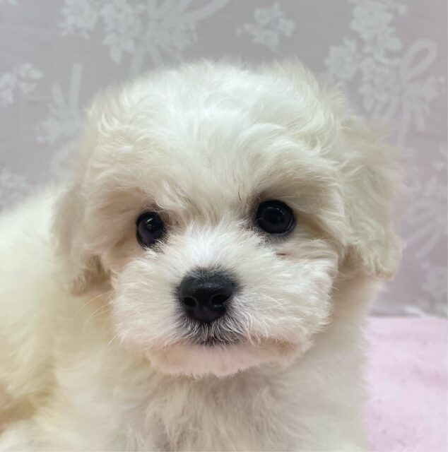 ビションフリーゼ