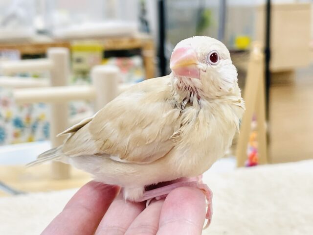 シナモン文鳥