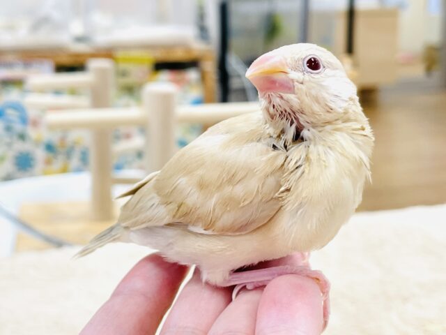 シナモン文鳥