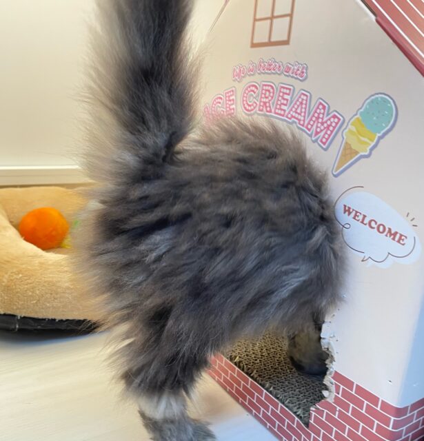 スコティッシュフォールド