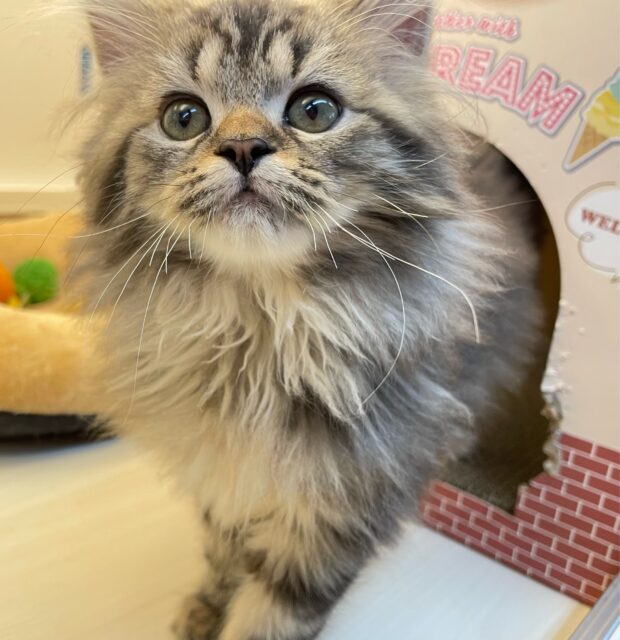 スコティッシュフォールド