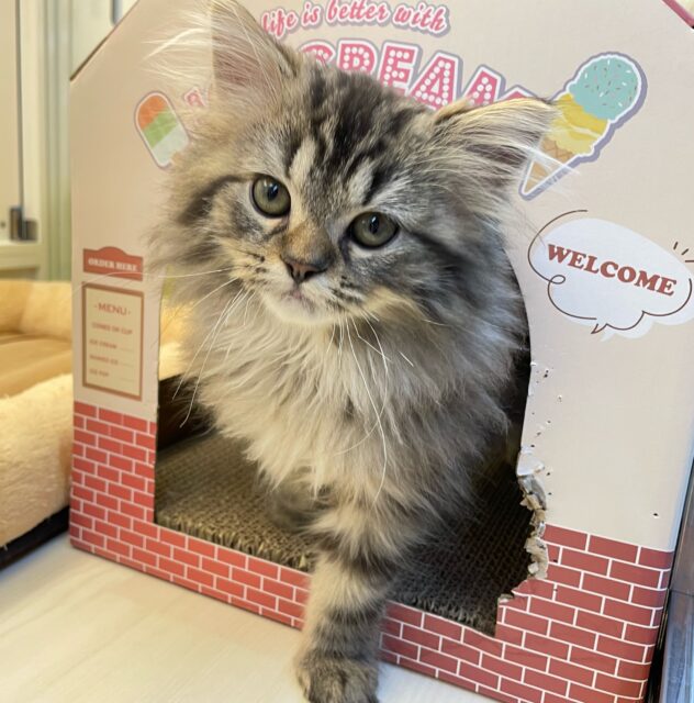 スコティッシュフォールド