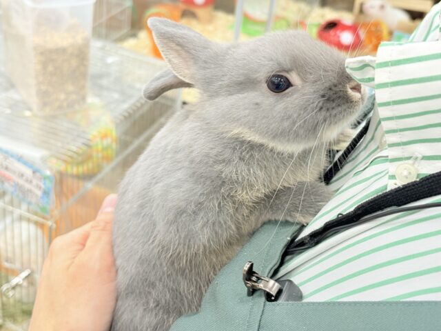 ネザーランドドワーフ