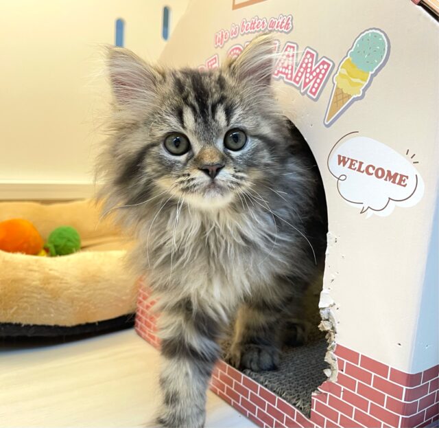 スコティッシュフォールド