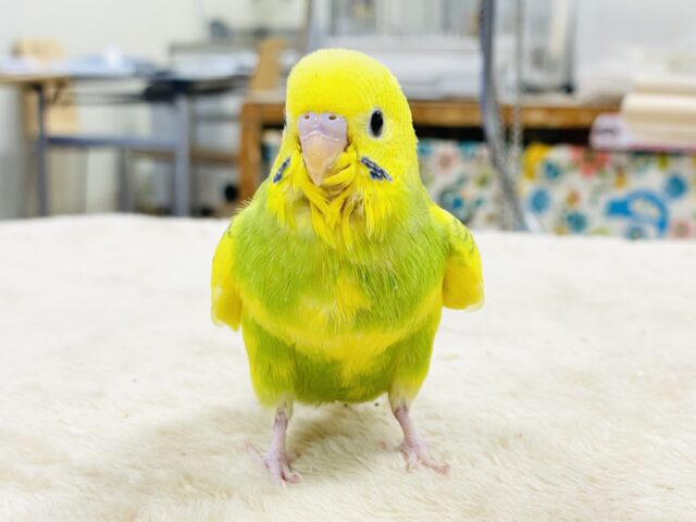 セキセイインコ