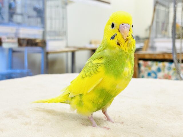 セキセイインコ