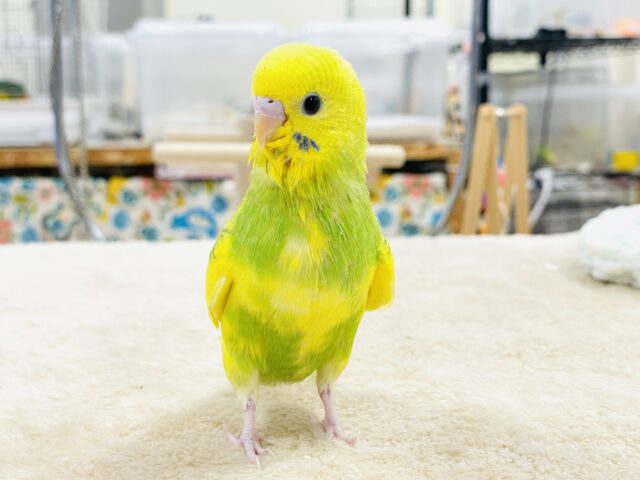 セキセイインコ