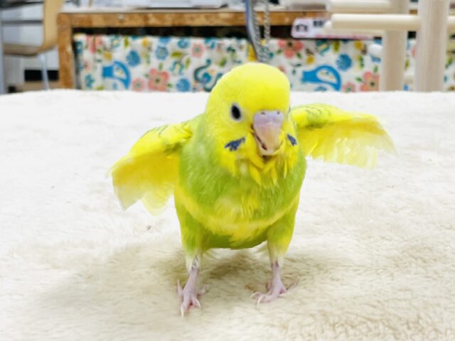 セキセイインコ