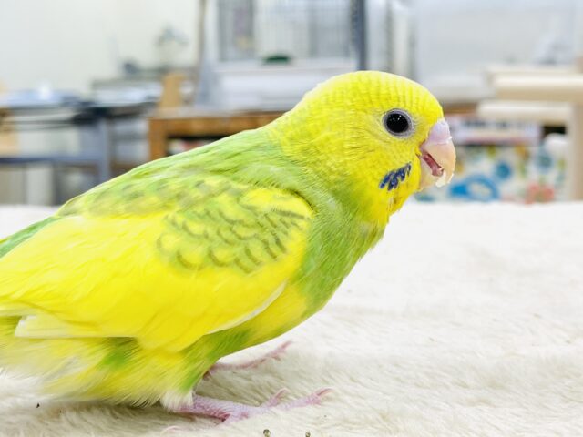 セキセイインコ