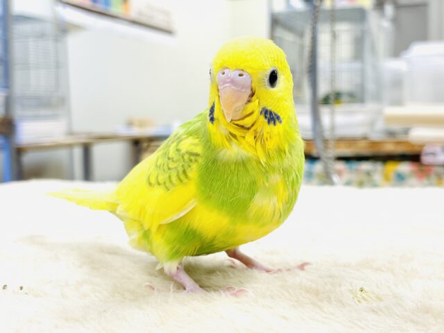 セキセイインコ