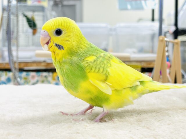 セキセイインコ