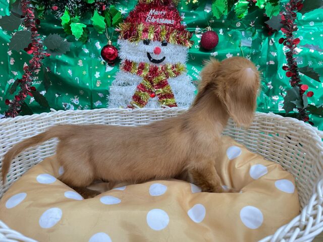 ミニチュアダックス