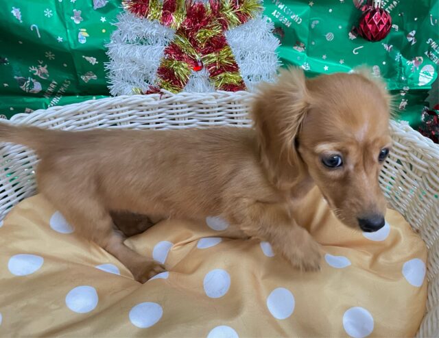 ミニチュアダックス