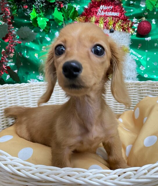 ミニチュアダックス