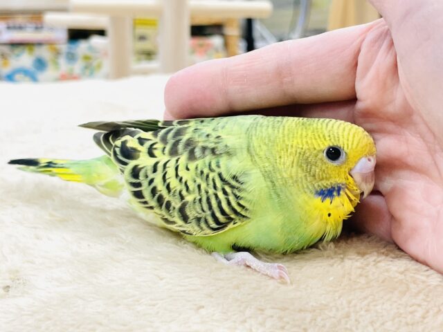 セキセイインコ