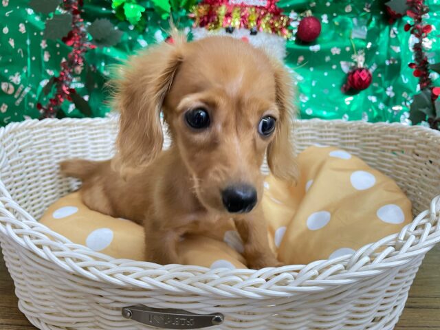 ミニチュアダックス