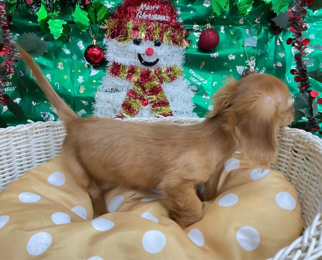 ミニチュアダックス