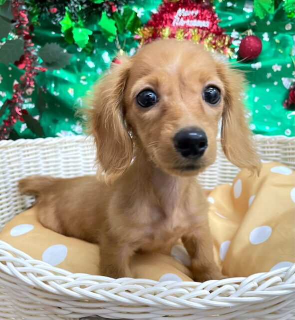 ミニチュアダックス