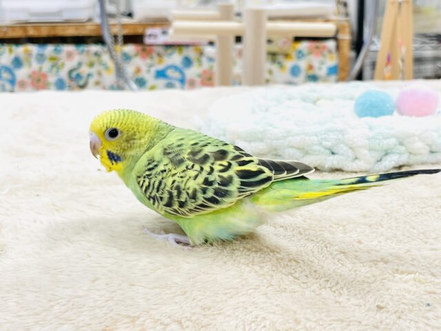 セキセイインコ