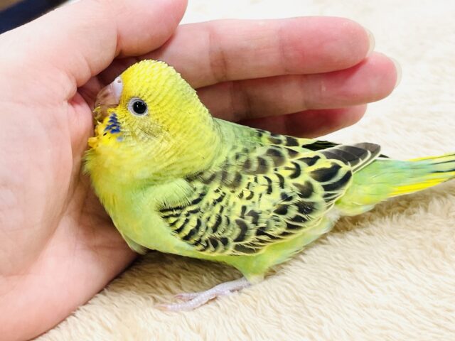 セキセイインコ