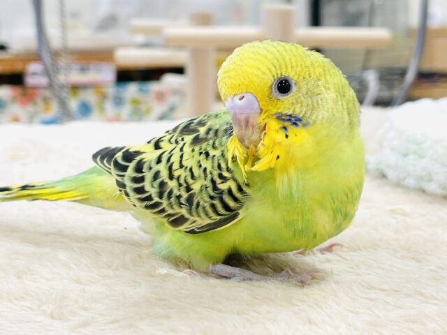 セキセイインコ