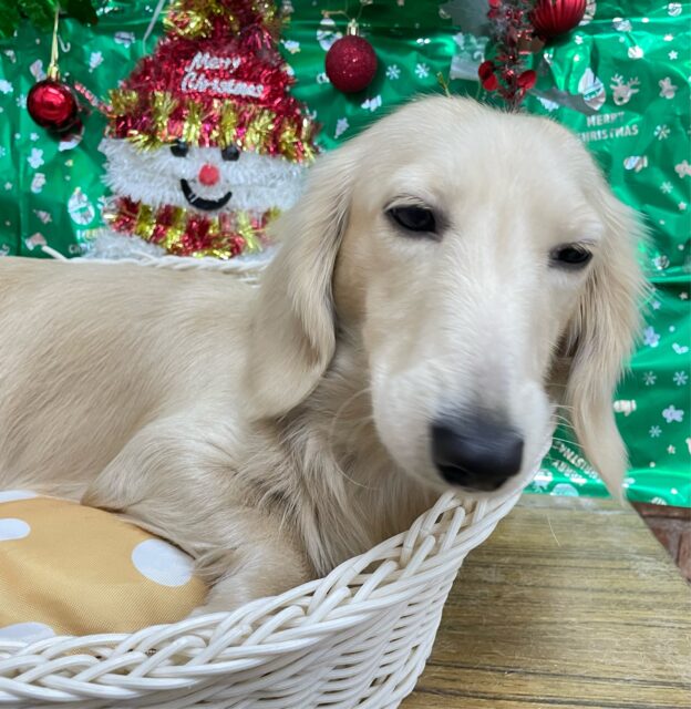 ミニチュアダックス