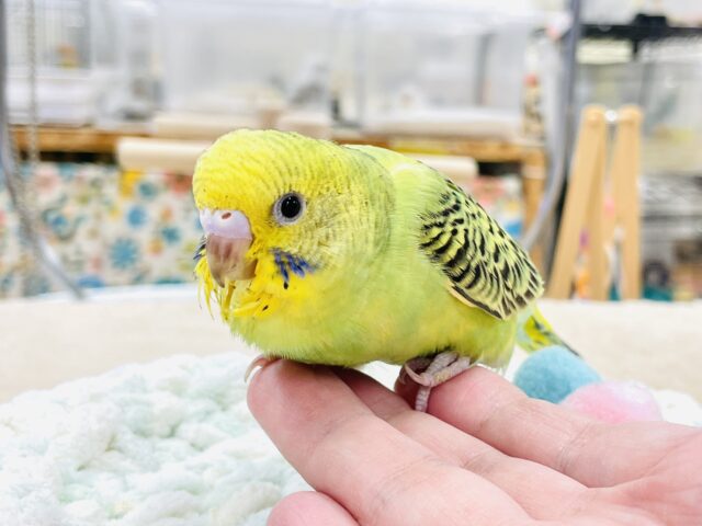 セキセイインコ