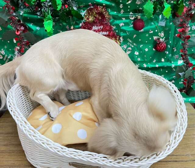 ミニチュアダックス