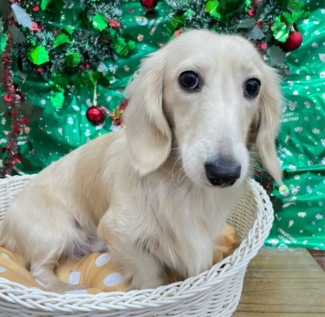 ミニチュアダックス