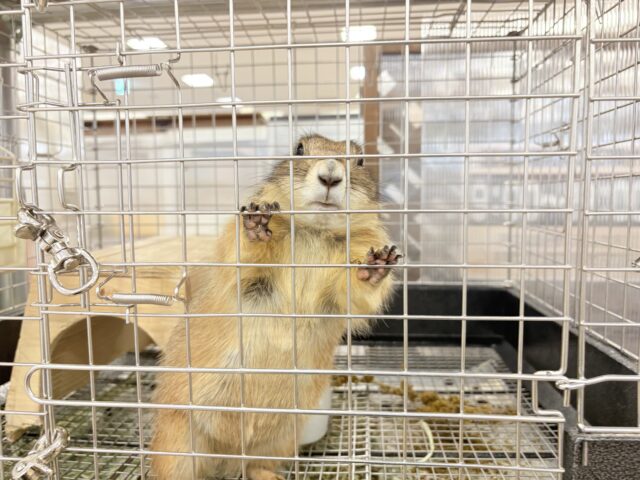 プレーリードッグ