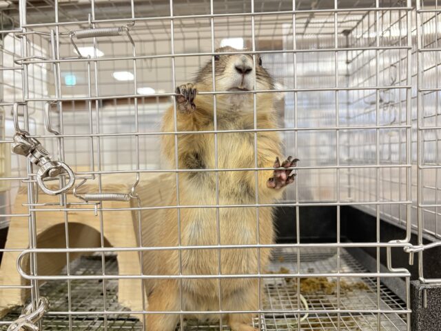 プレーリードッグ