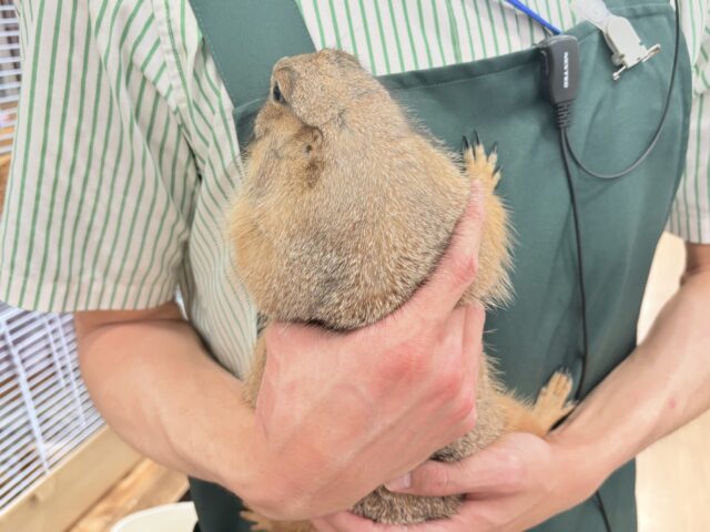 プレーリードッグ