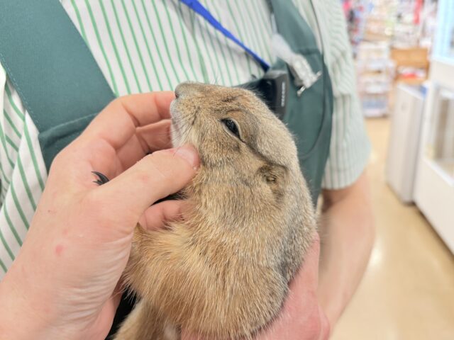 プレーリードッグ