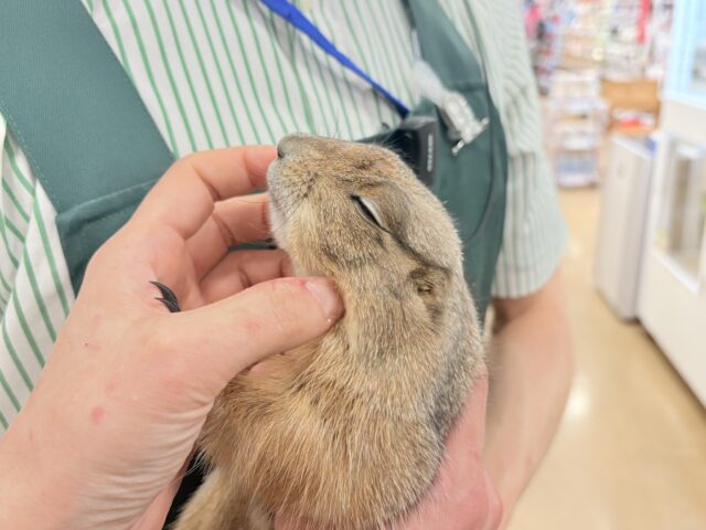 プレーリードッグ