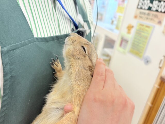 プレーリードッグ