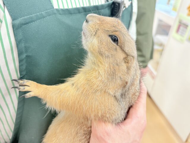 プレーリードッグ