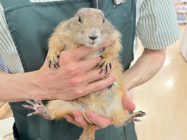 プレーリードッグ