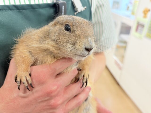 プレーリードッグ