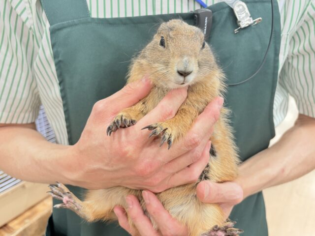 プレーリードッグ