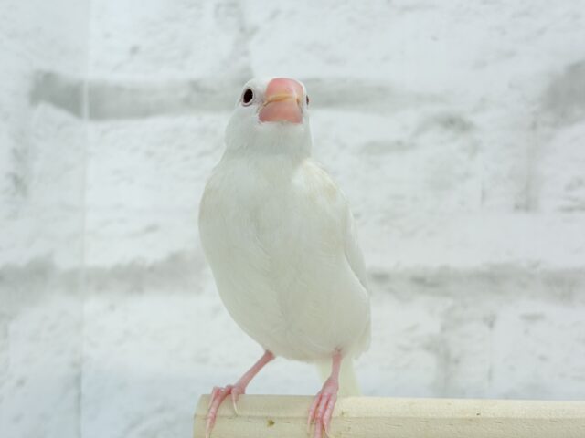 アルビノ文鳥
