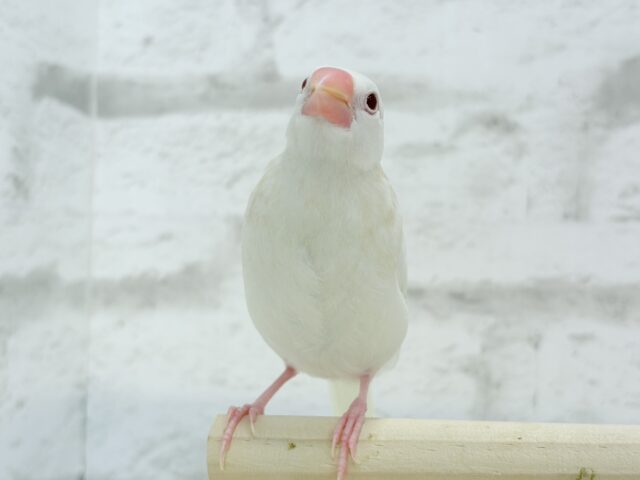 アルビノ文鳥