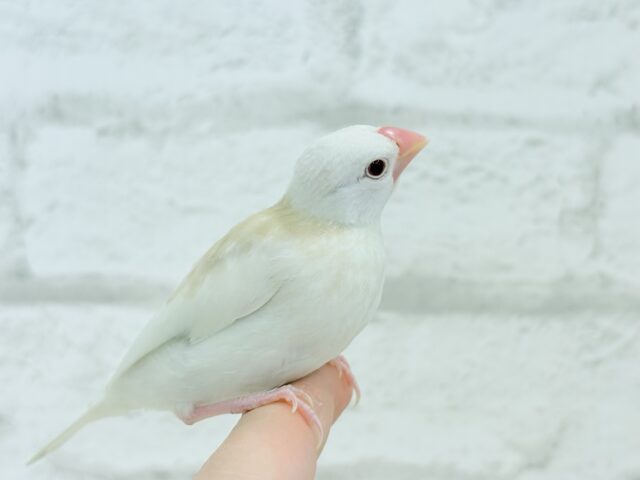 アルビノ文鳥