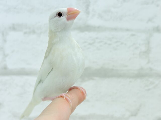 アルビノ文鳥
