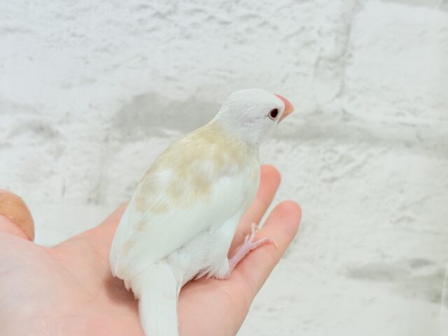 アルビノ文鳥
